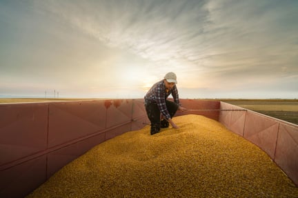 farmer harvesting grains